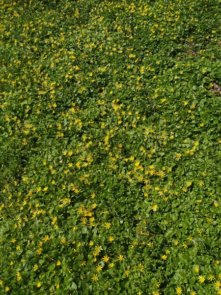 Primo Piano Fiori Freschi Nel Parco — Foto Stock