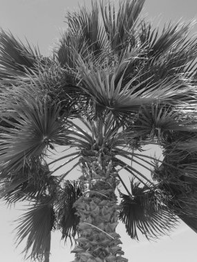 Gökyüzünün arka planında bir palmiye ağacı