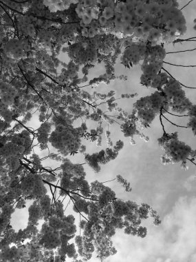 İlkbaharda güzel ağaçlar açar, siyah ve beyaz.