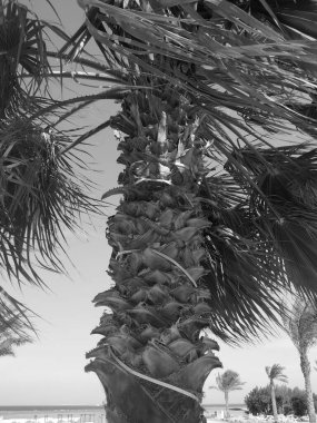 Gökyüzünün arka planında bir palmiye ağacı