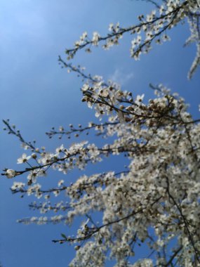 İlkbaharda çiçekli güzel ağaç dalları 