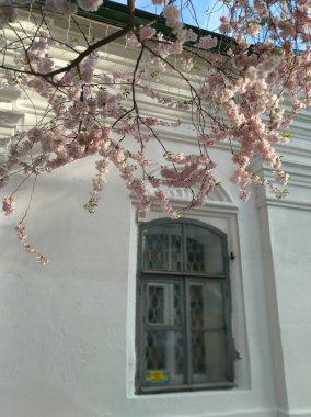 Kilise duvarında çiçek açan ağacın güzel manzarası. 