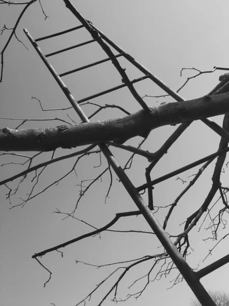 Металлическая Лестница Ветви Деревьев Флора Природа — стоковое фото
