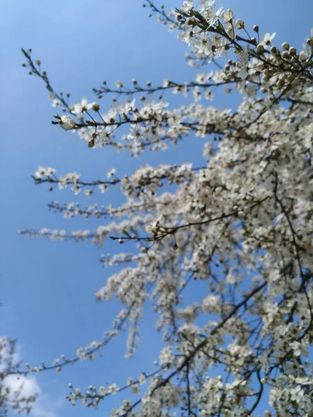 Beautiful Tree Branches Flowers Spring — Stock Photo, Image