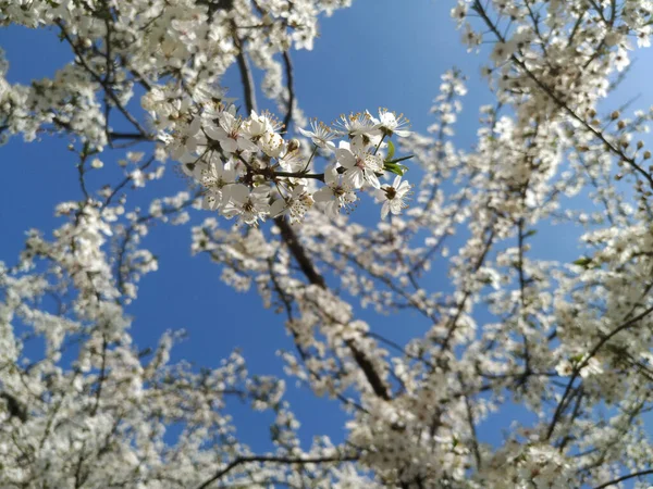 Красивые Ветви Деревьев Цветами Весной — стоковое фото