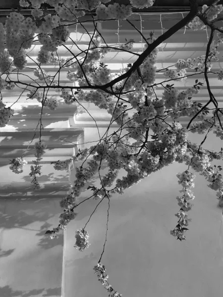 Vacker Trädblomma Våren Svart Och Vit — Stockfoto