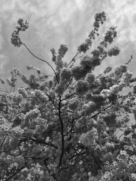 黒と白の美しい木の花 — ストック写真