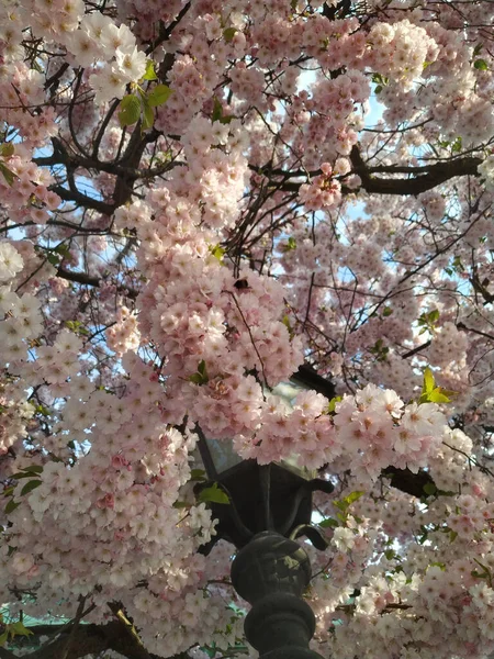 Красивый Цветок Дерева Весной — стоковое фото