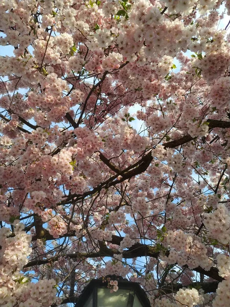 美丽的树在春天开花 — 图库照片