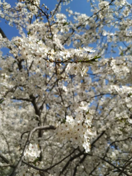 Bellissimi Rami Albero Con Fiori Primavera — Foto Stock