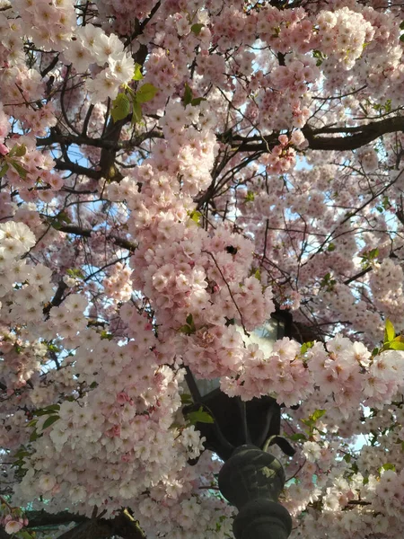 Bell Albero Fiorisce Primavera — Foto Stock