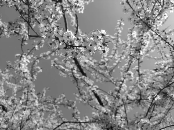 Lkbaharda Güzel Ağaçlar Açar Siyah Beyaz — Stok fotoğraf