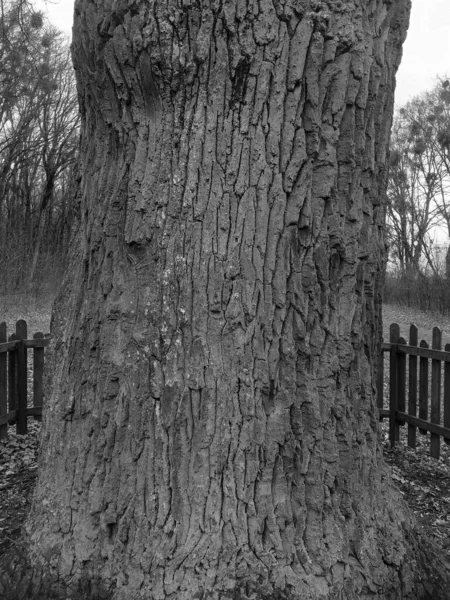 Старое Дерево Парке Черное Белое — стоковое фото