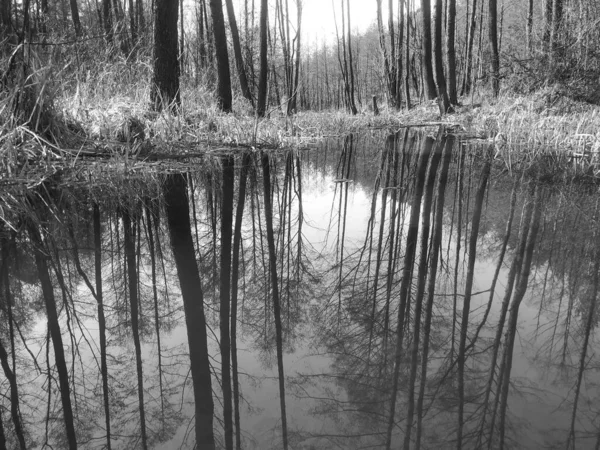 Όμορφο Τοπίο Ένα Ποτάμι Στο Δάσος — Φωτογραφία Αρχείου