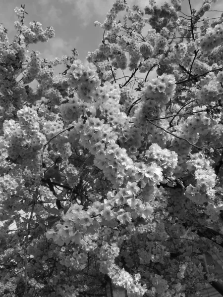 Bell Albero Fiorito Primavera Bianco Nero — Foto Stock