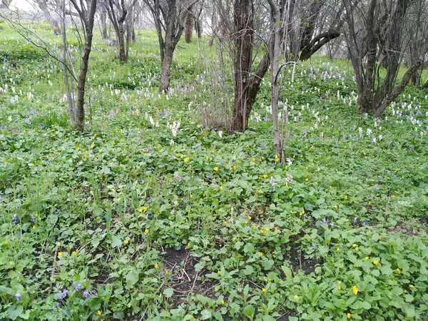 Primo Piano Fiori Freschi Nel Parco — Foto Stock