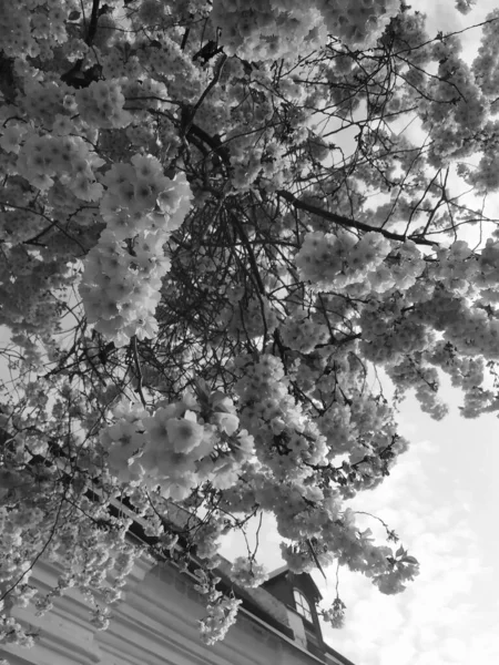 美丽的树在春天开花 黑白相间 — 图库照片