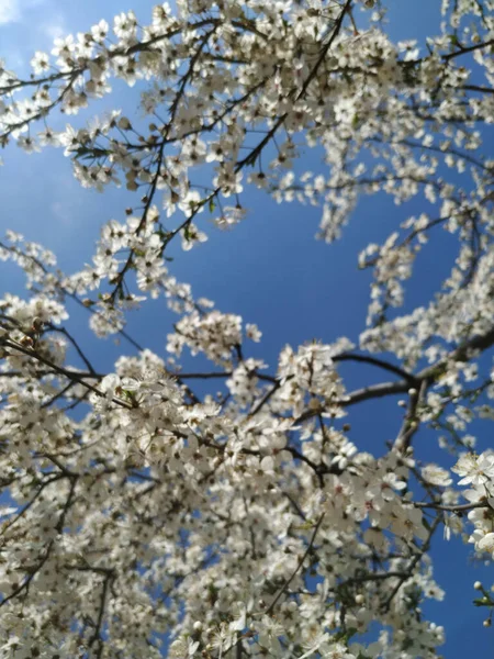 Beautiful Tree Branches Flowers Spring — Stock Photo, Image