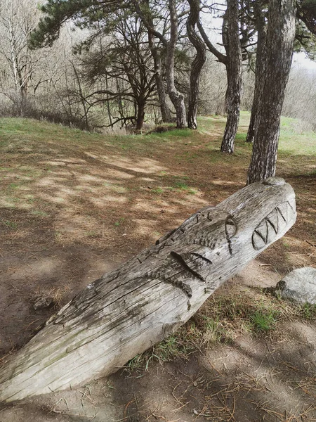 Стара Дерев Яна Фігура Лісі — стокове фото