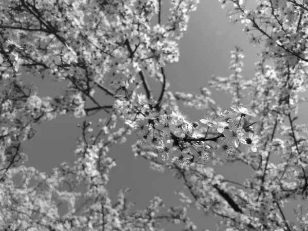 Bell Albero Fiorito Primavera Bianco Nero — Foto Stock