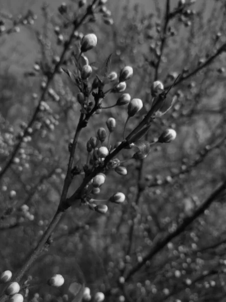 Piękne Drzewo Kwitną Wiosną Czarno Białe — Zdjęcie stockowe