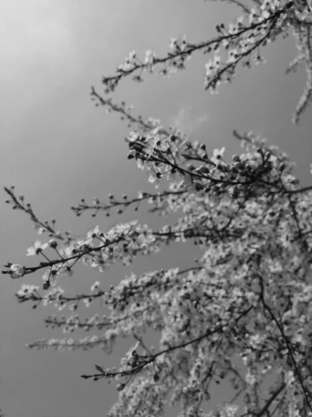 Bell Albero Fiorito Primavera Bianco Nero — Foto Stock