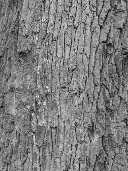 Текстура Старого Дерева Крупным Планом — стоковое фото