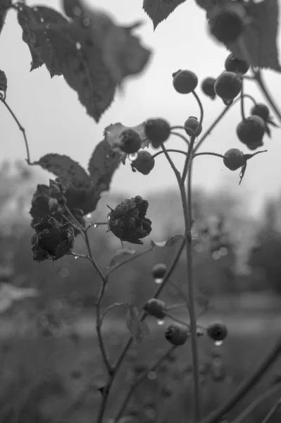 Foto Floral Preto Branco Com Bagas Molhadas Natureza — Fotografia de Stock