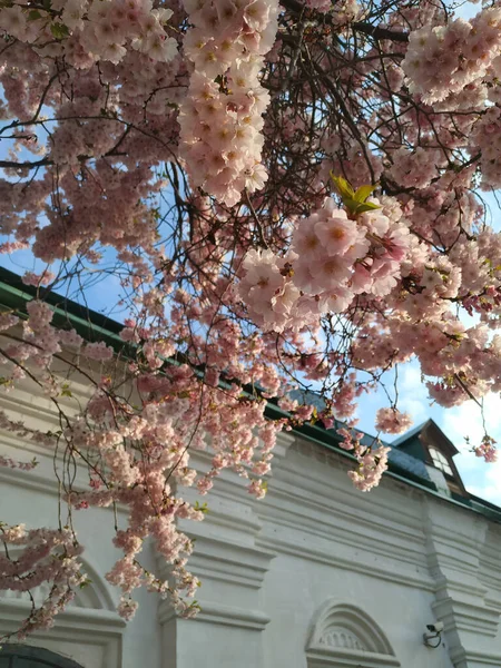 Hermosa Flor Árbol Primavera — Foto de Stock