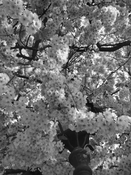 Bela Flor Árvore Primavera Preto Branco — Fotografia de Stock