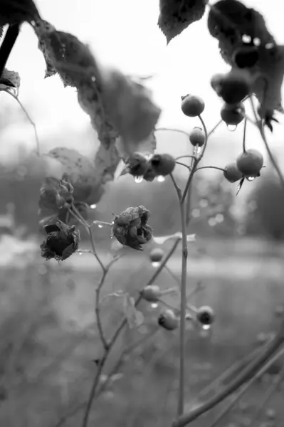 Ασπρόμαυρη Floral Φωτογραφία Βρεγμένα Μούρα Στη Φύση — Φωτογραφία Αρχείου