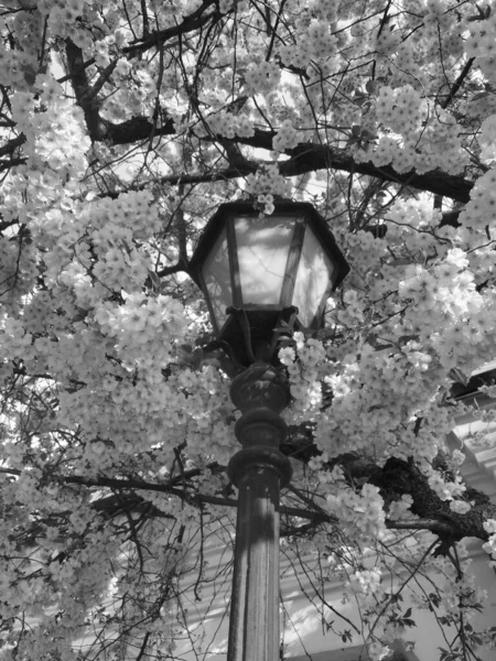 美丽的树在春天开花 黑白相间 — 图库照片