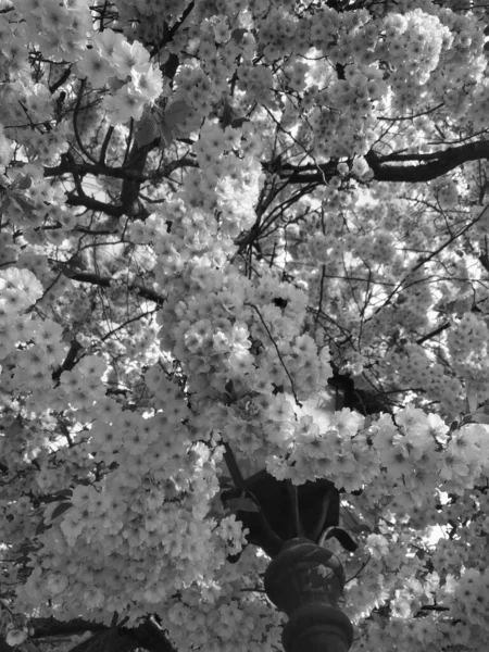 Lkbaharda Güzel Ağaçlar Açar Siyah Beyaz — Stok fotoğraf