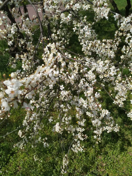 Lindos Galhos Árvores Com Folhas Flores Primavera — Fotografia de Stock