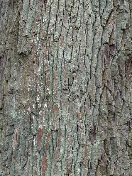 Gros Plan Arbre Tronc Texture Fond Bois — Photo