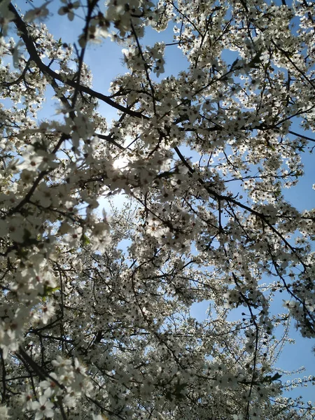 Bellissimi Rami Albero Con Foglie Fiori Primavera — Foto Stock