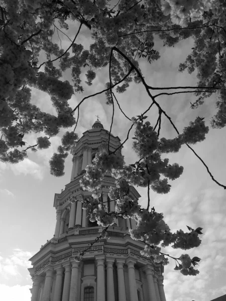 Kiev Pechersk Lavra Flori Copac — Fotografie, imagine de stoc