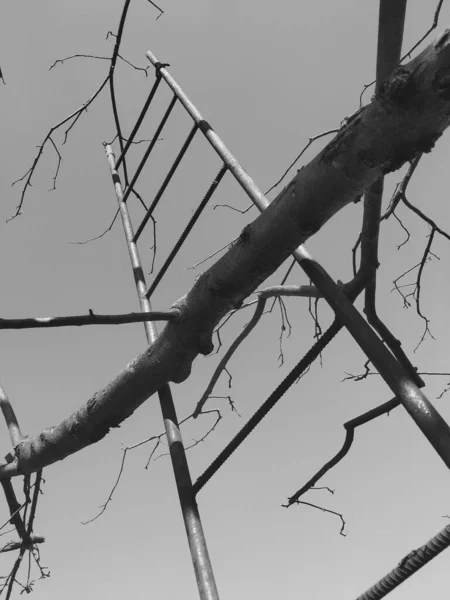 Échelle Métallique Branches Arbres Flore Nature — Photo