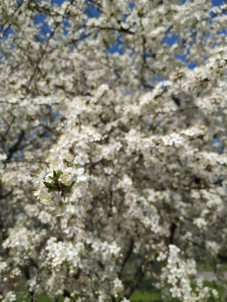 Bellissimi Rami Albero Con Foglie Fiori Primavera — Foto Stock