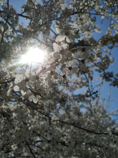 Krásné Větve Stromů Listy Květy Jaře — Stock fotografie