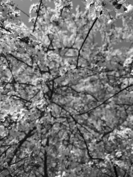 黒と白の美しい木の花 — ストック写真