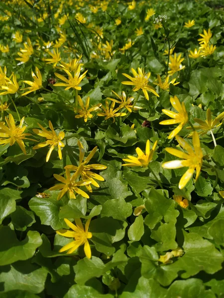 Primo Piano Fiori Freschi Nel Parco — Foto Stock