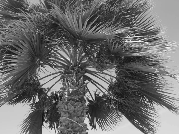 Palmera Fondo Del Cielo — Foto de Stock