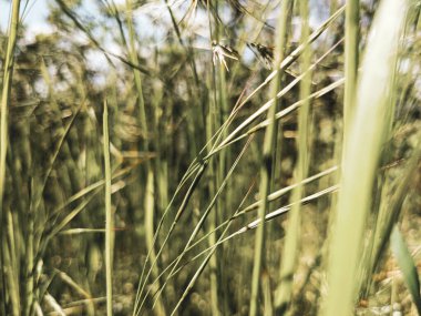 İlkbaharda çimlerin üzerinde büyüyen güzel otlar 
