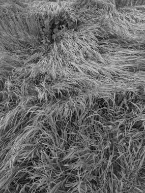 İlkbaharda çimlerin üzerinde büyüyen güzel otlar 