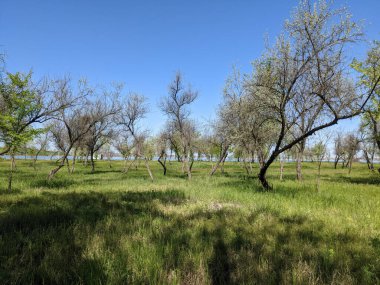 Bahar parkında güzel bir ağaç görüntüsü. 