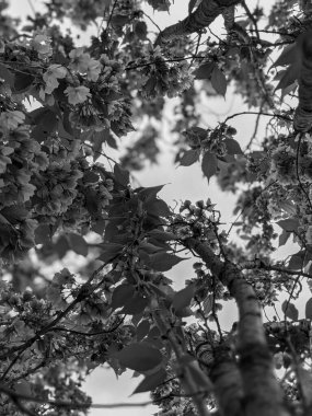 İlkbaharda parkta güzel bir ağaç çiçek açar. 