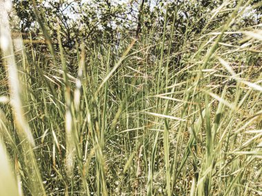 İlkbaharda çimlerin üzerinde büyüyen güzel otlar 