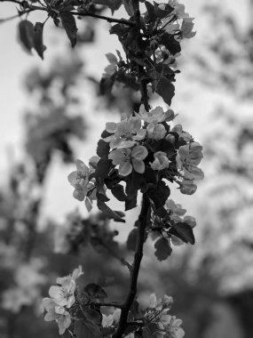 İlkbaharda yaprakları ve çiçekleri olan güzel ağaç dalları 