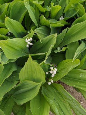 Bahar çiçekleri vadideki zambak 